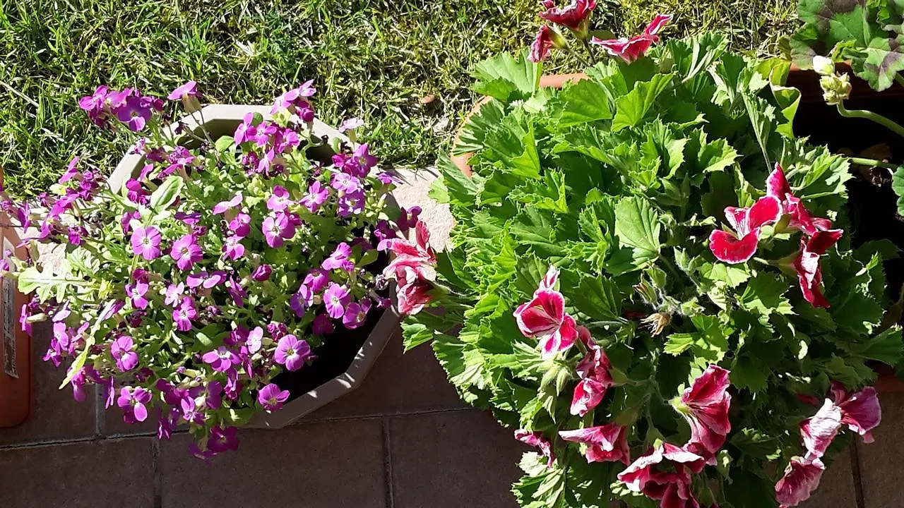 Aparthotel Residenza Orchidee Lazise
